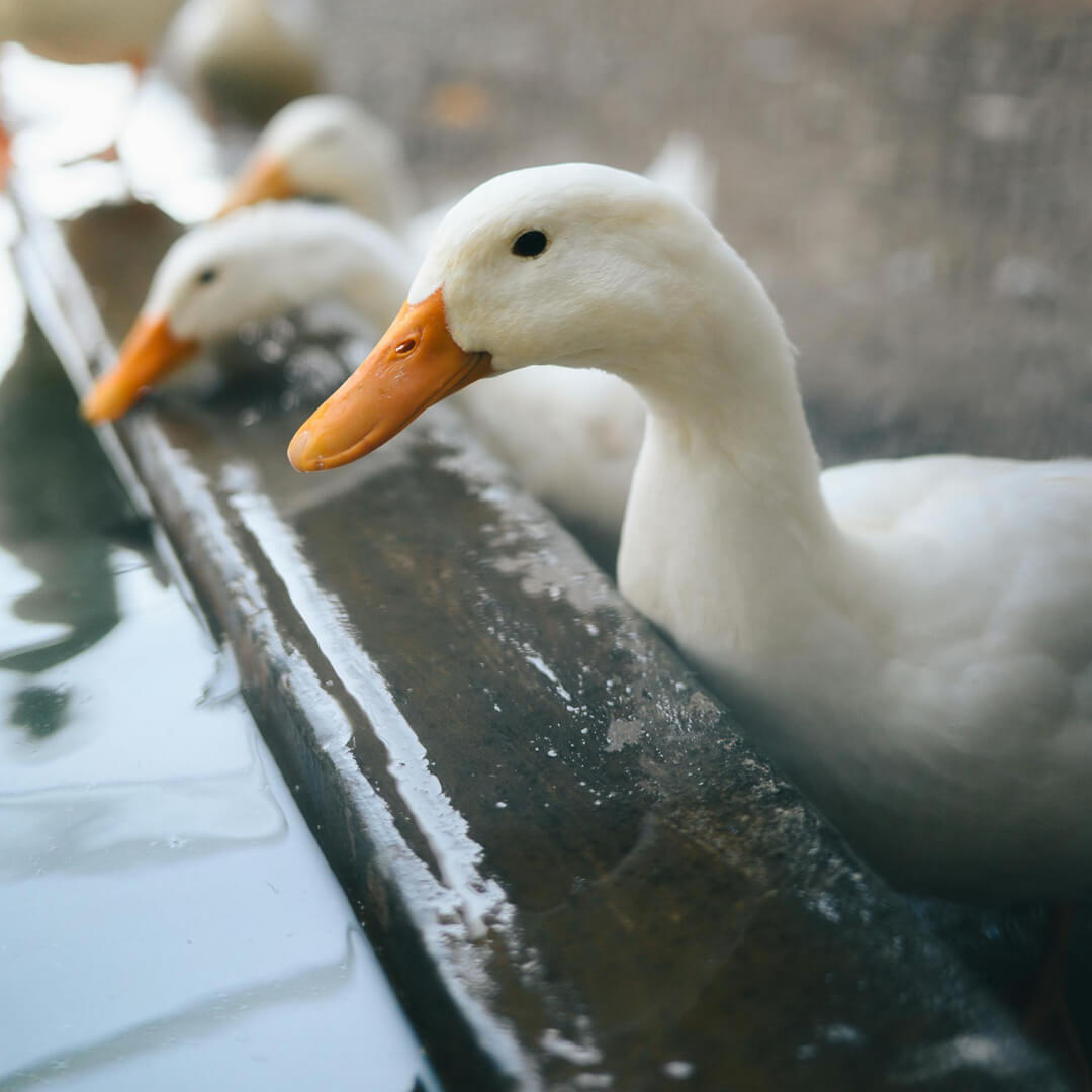Caring for Your Animals