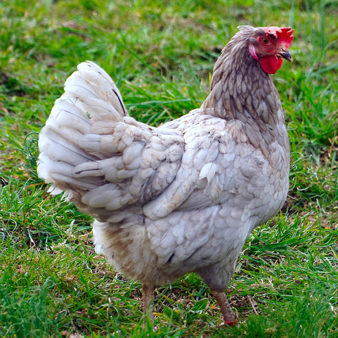 Chicken Care