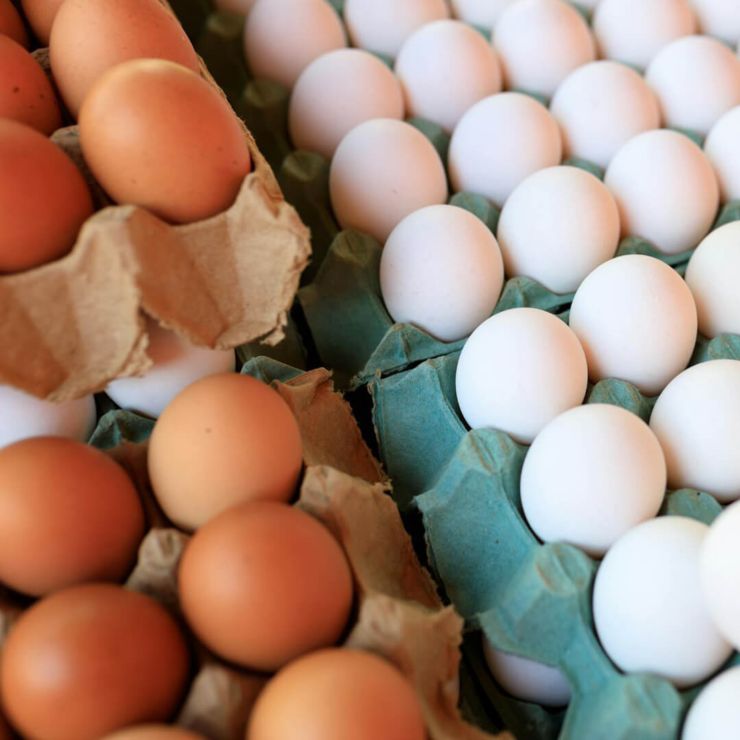 Egg Production