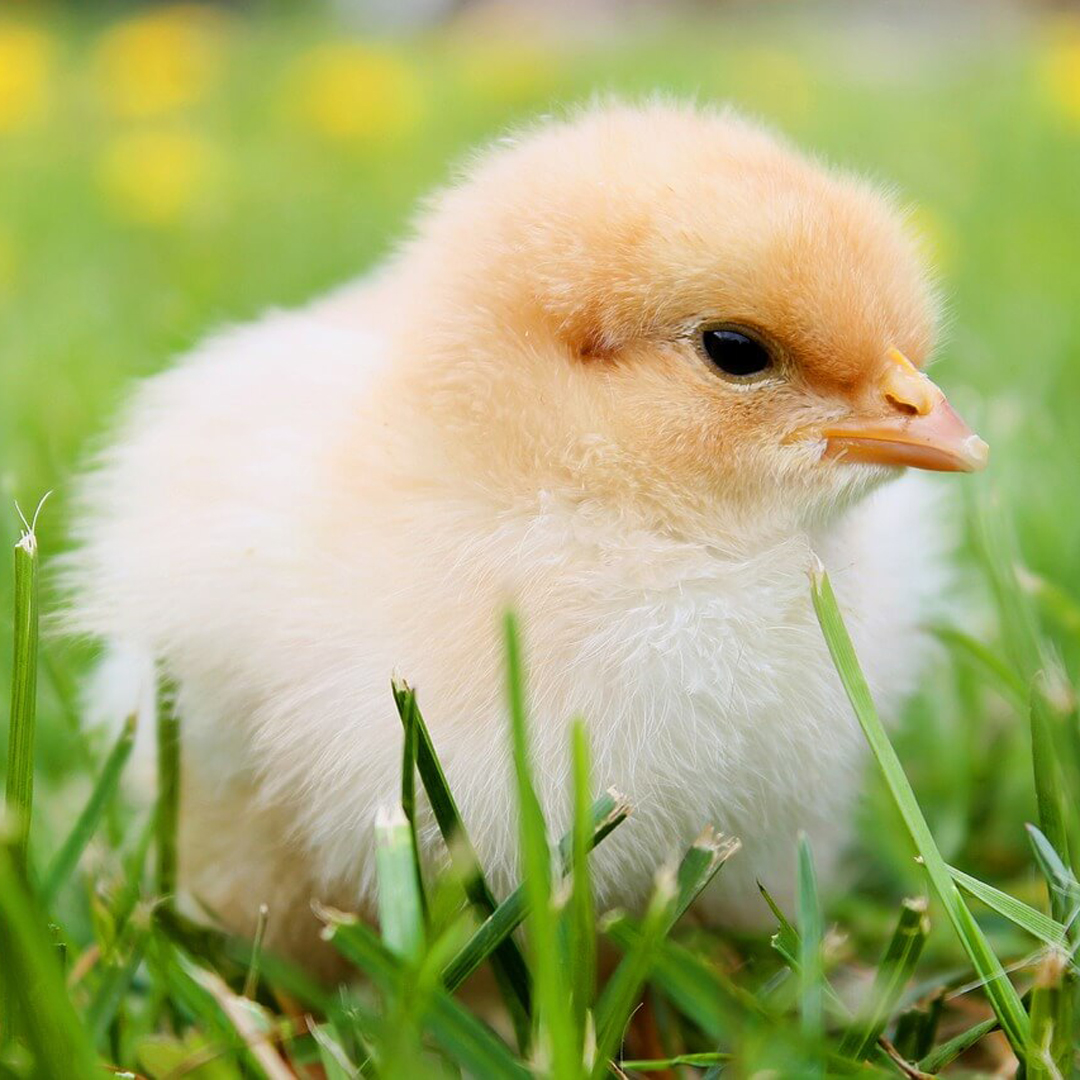 Chick