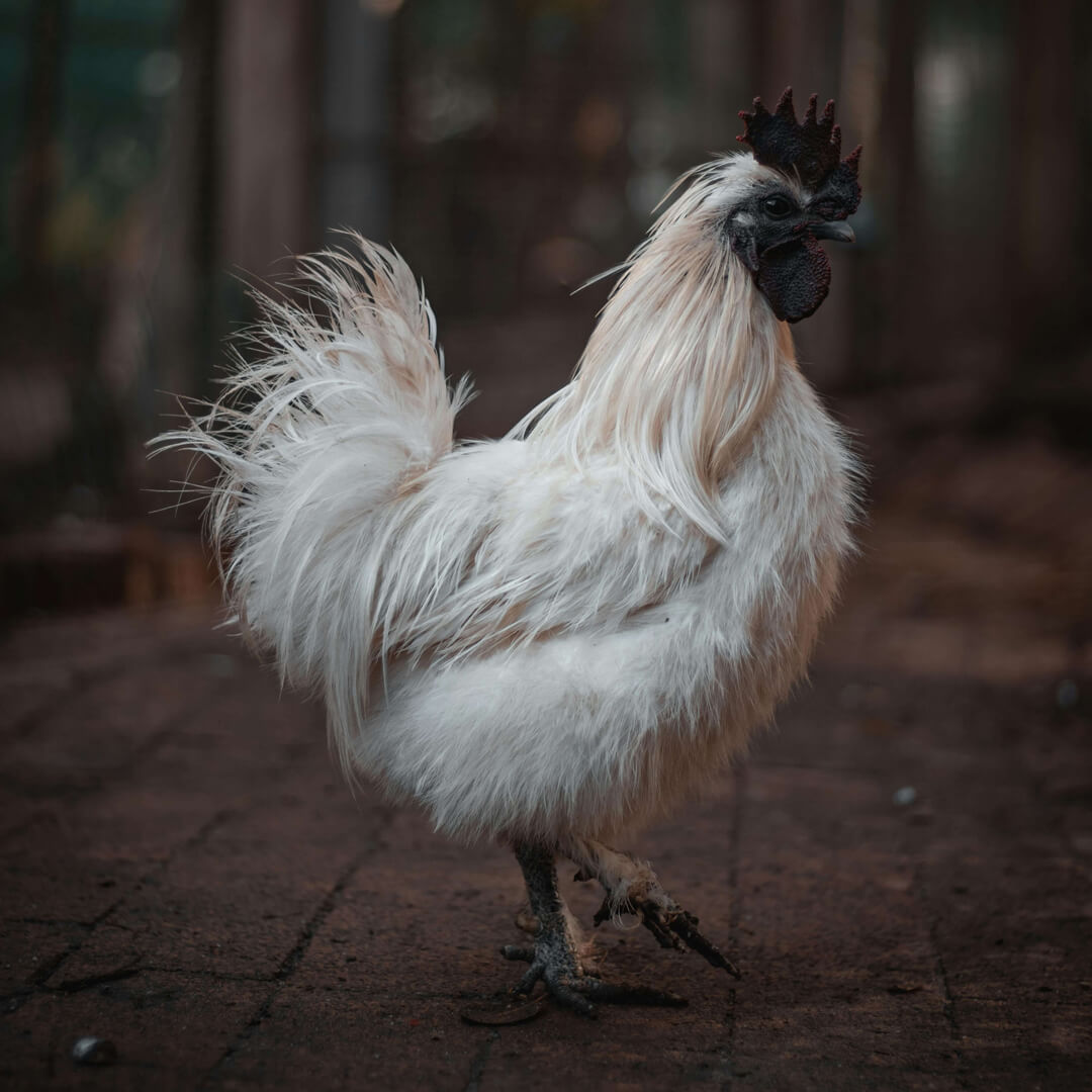 Chicken 2