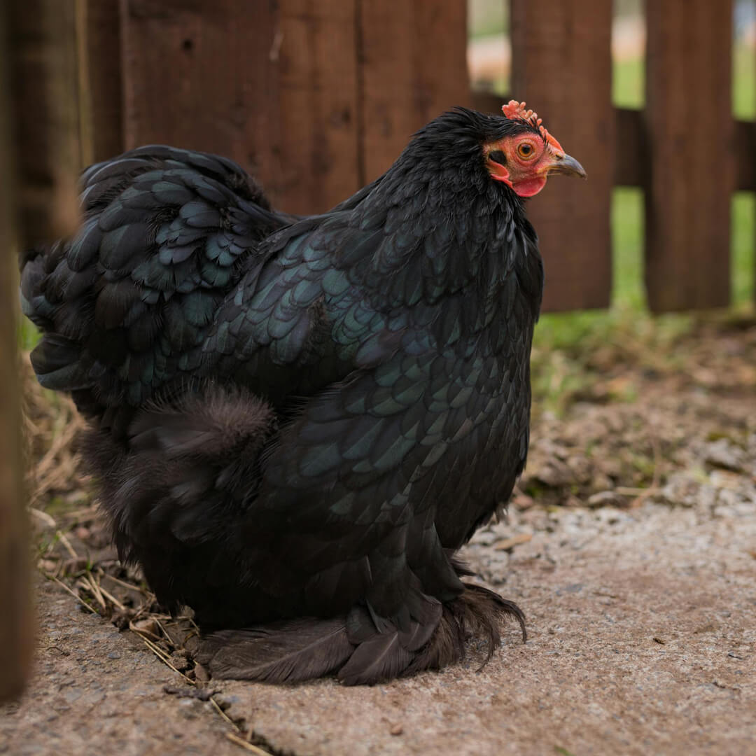 Chicken 4