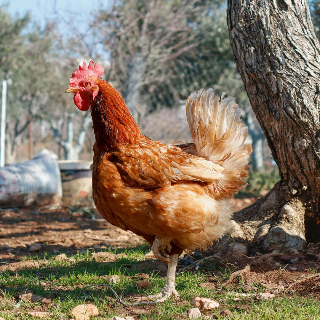 Chicken 5