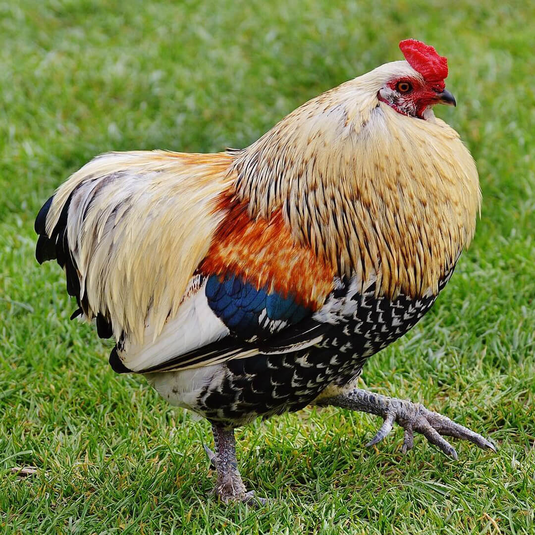 Chicken Bird Landfowl