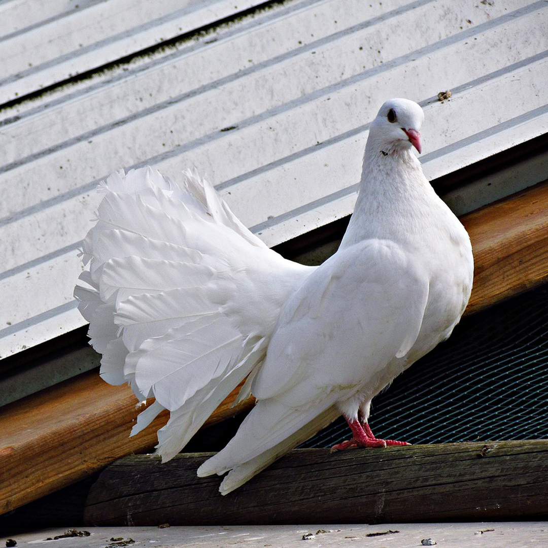 Dove