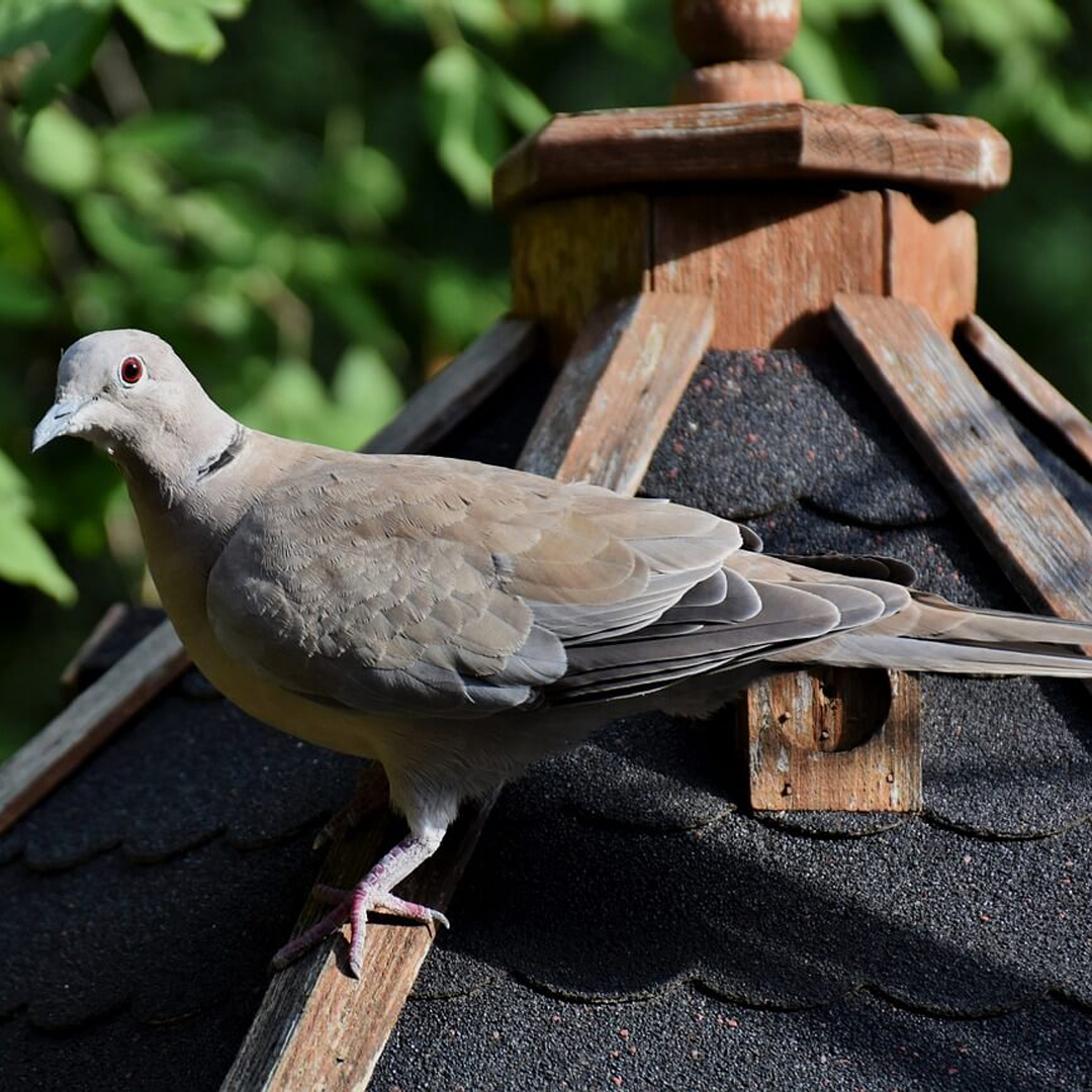 Turkey Pigeon 1