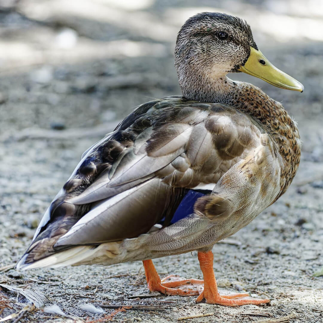 Duck
