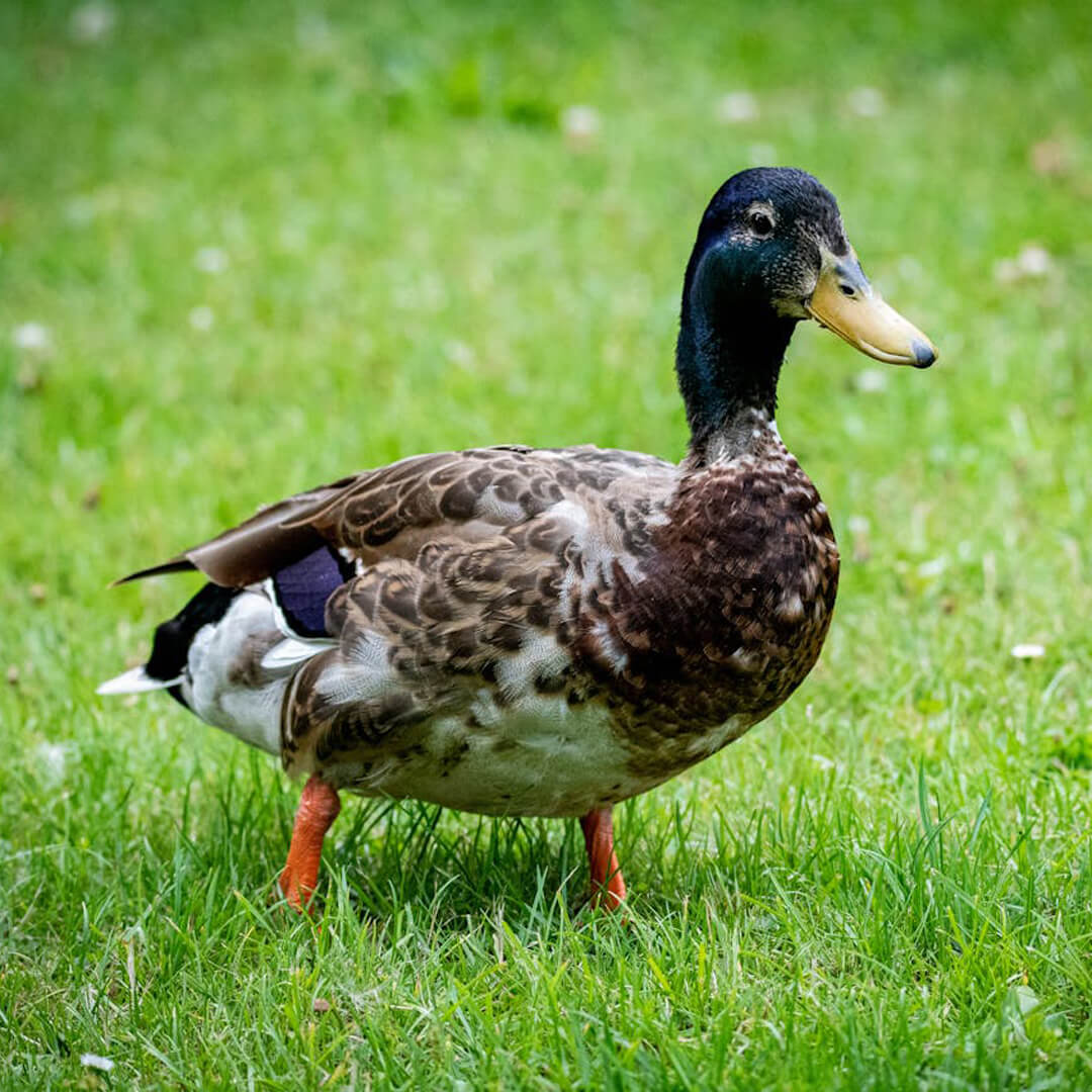 Duck 2