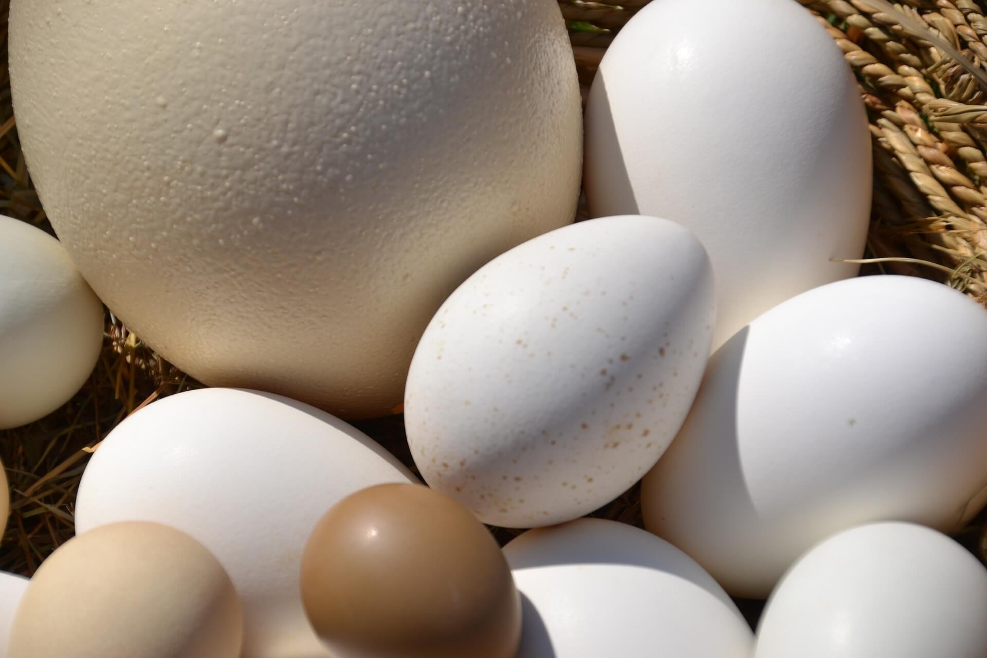 Egg