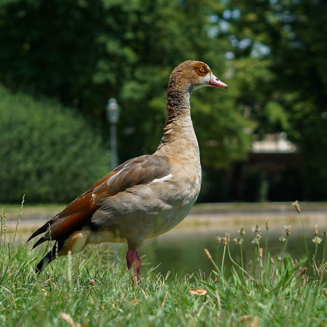 Goose