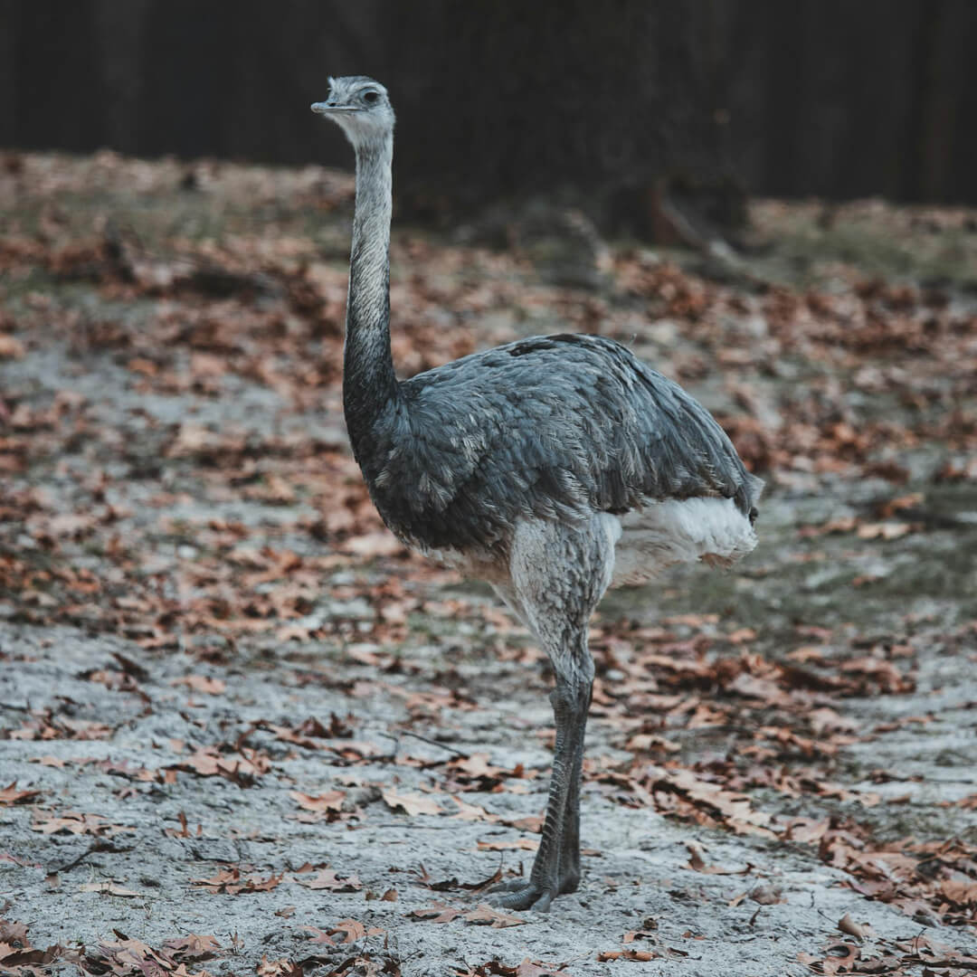 Ostrich