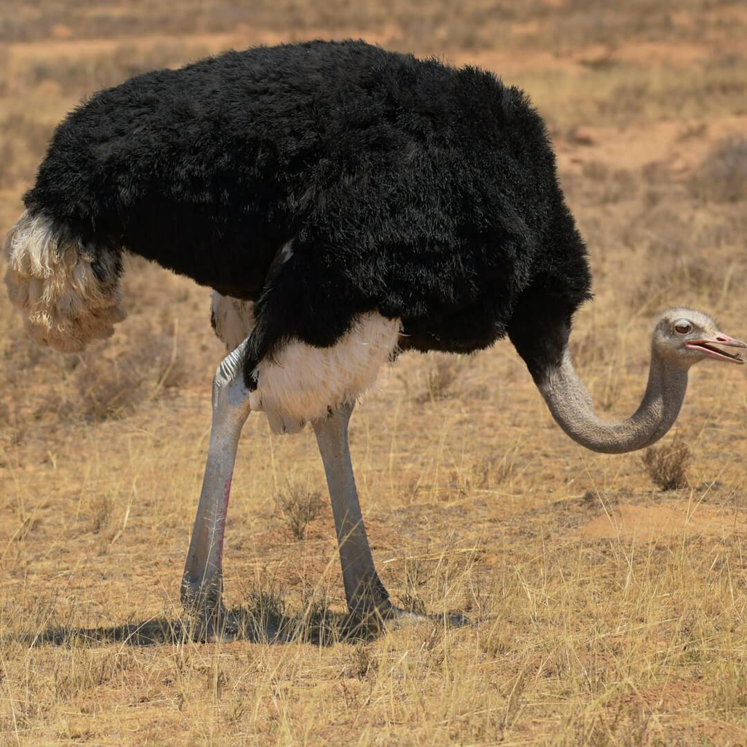 Ostrich 2