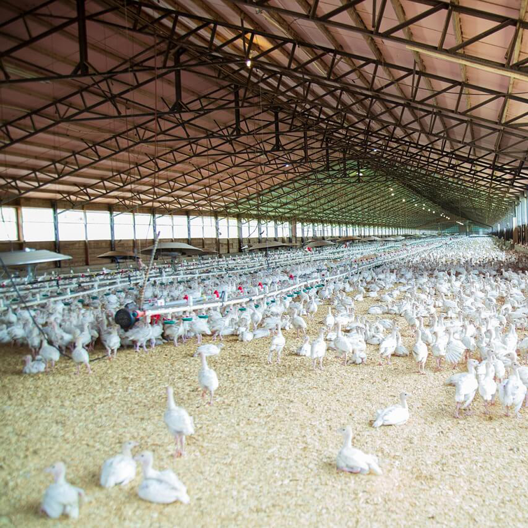 Poultry