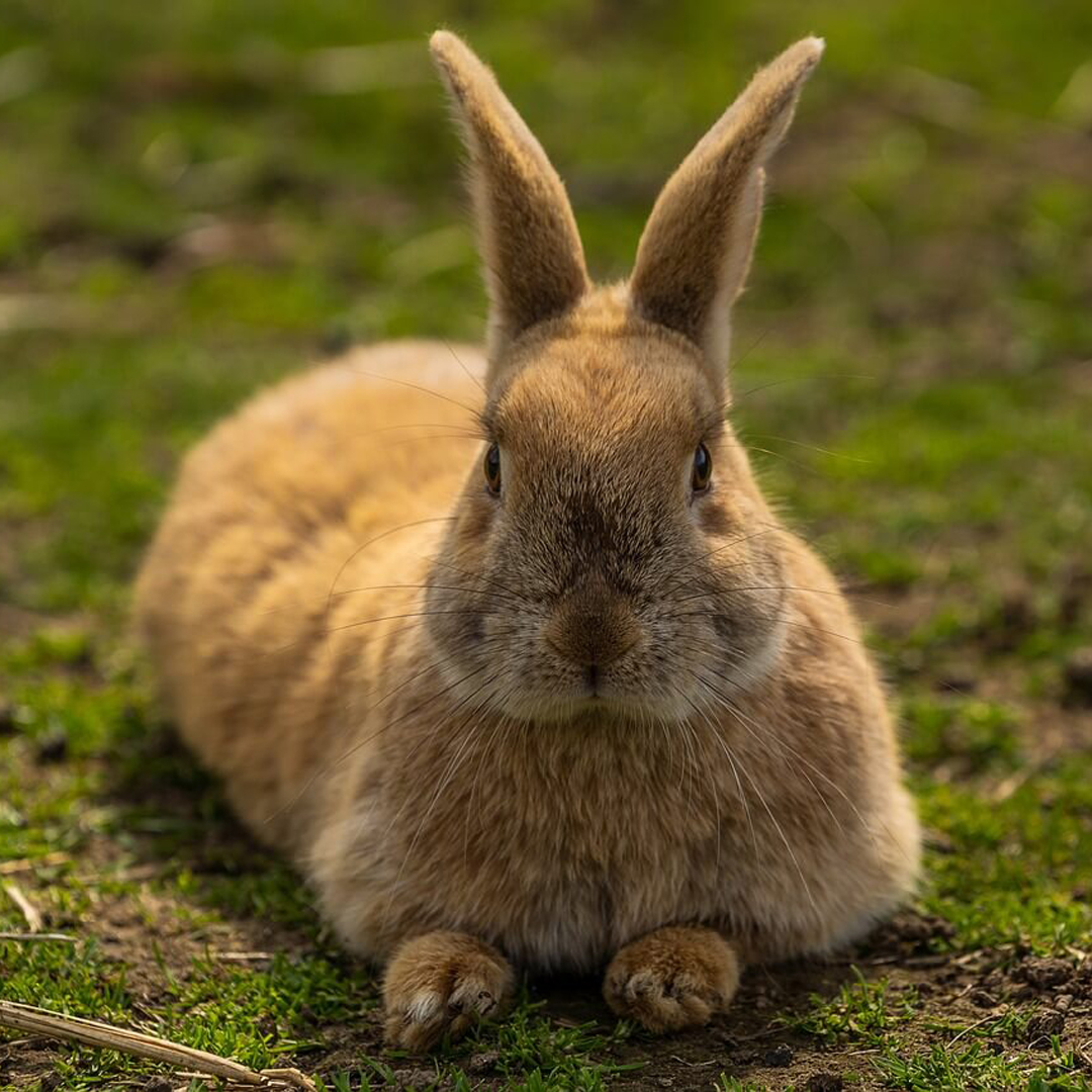 Rabbit