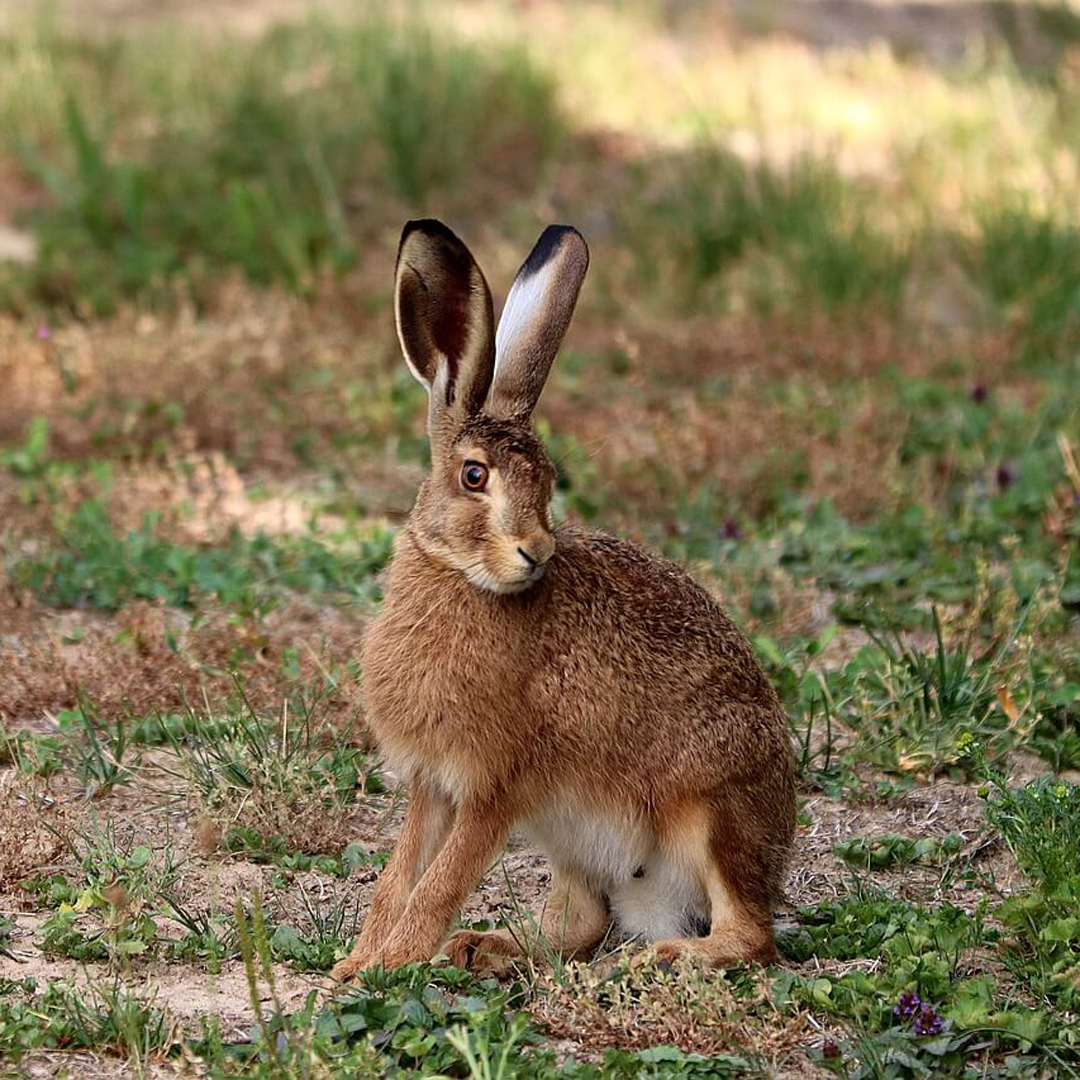 Rabbit 2