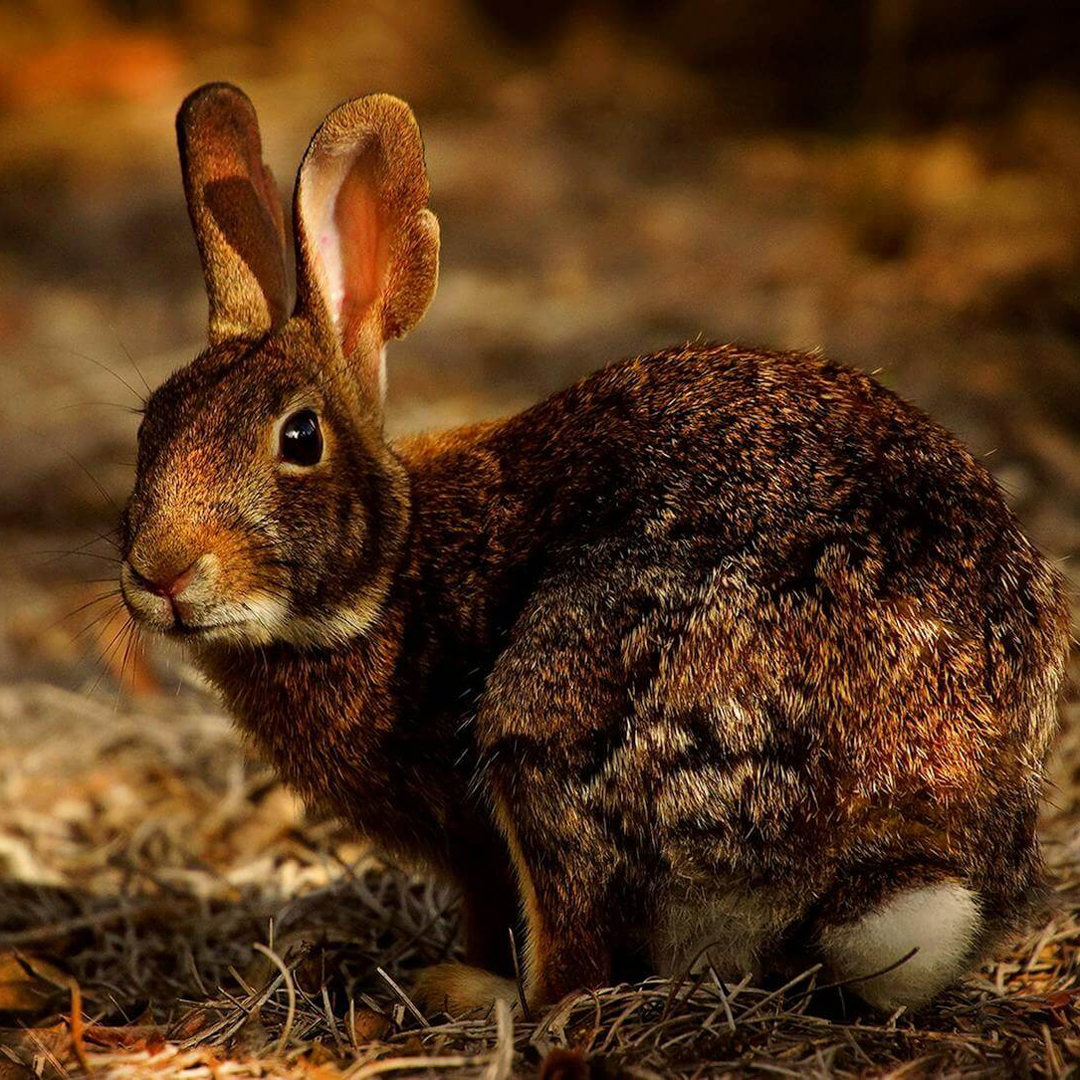 Rabbit