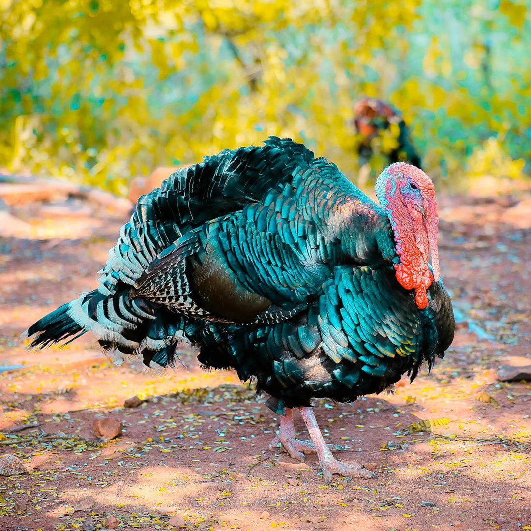 Turkey