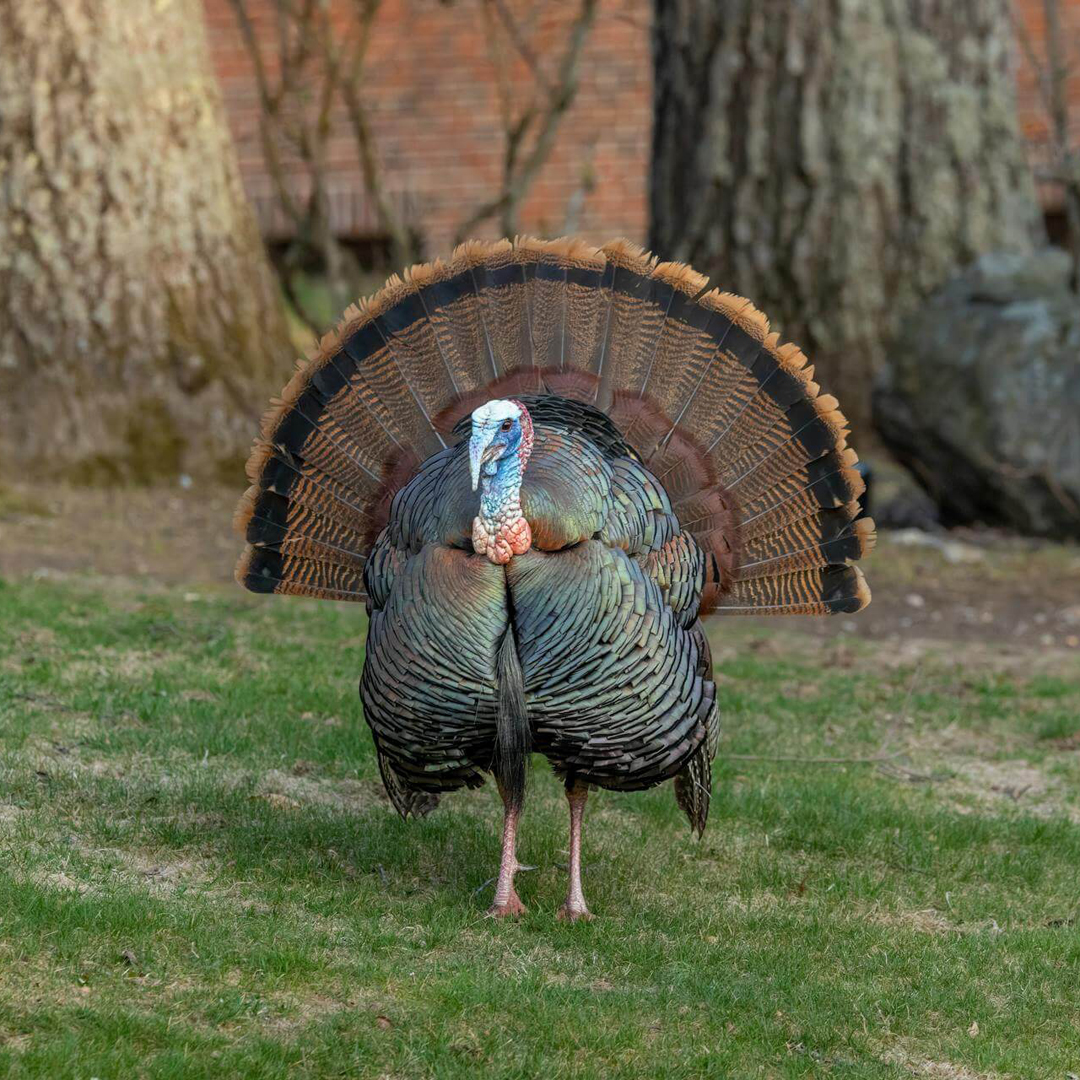 Turkey