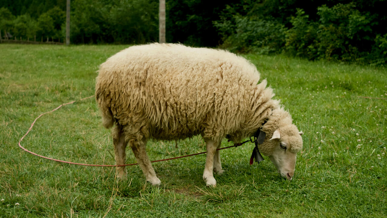 Gulf Coast Native (Sheep)