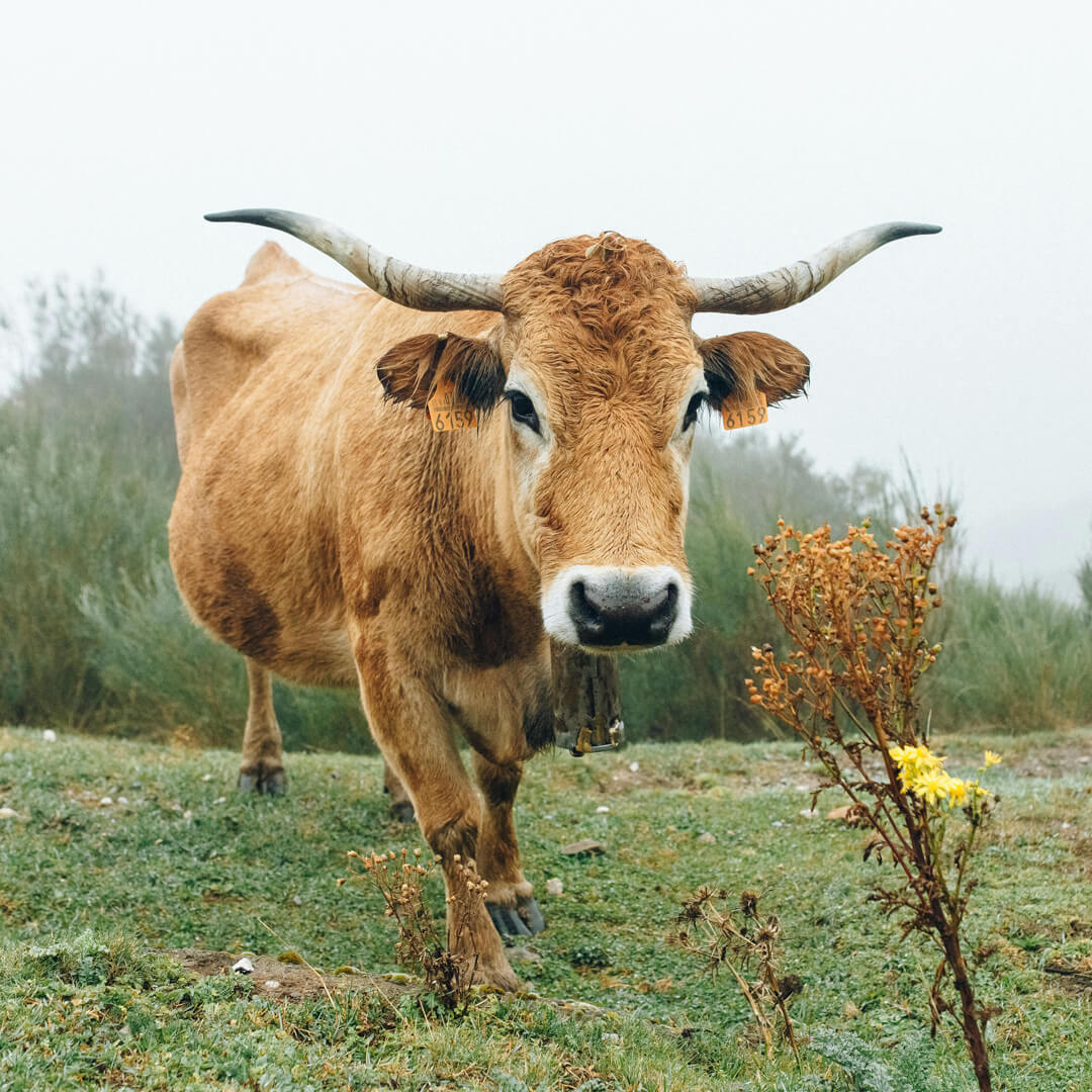 Barrosã cow