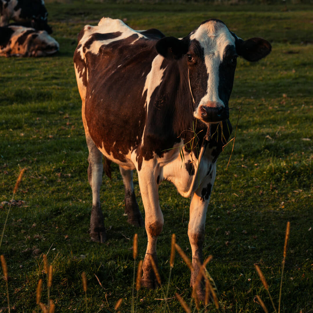 Belted Galloway