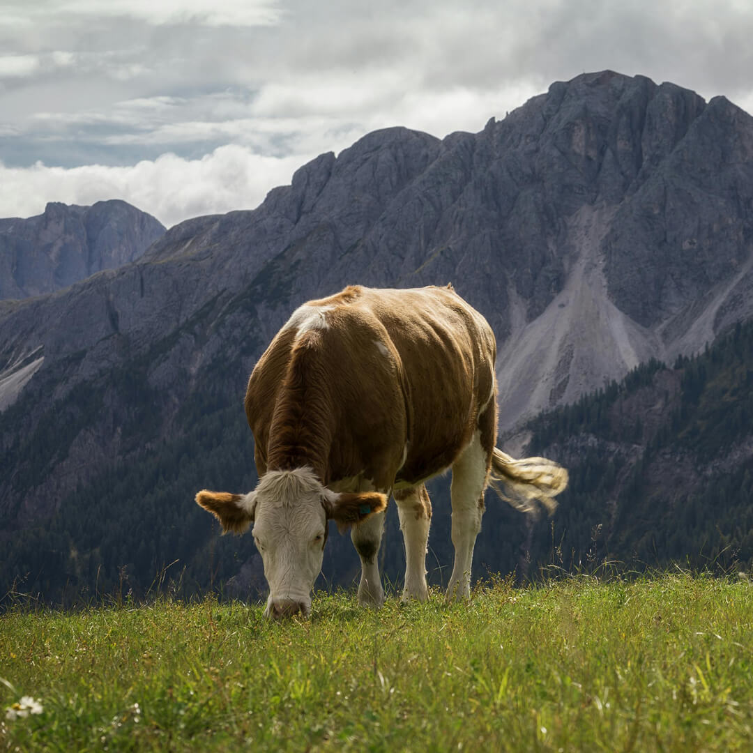 Brown Swiss