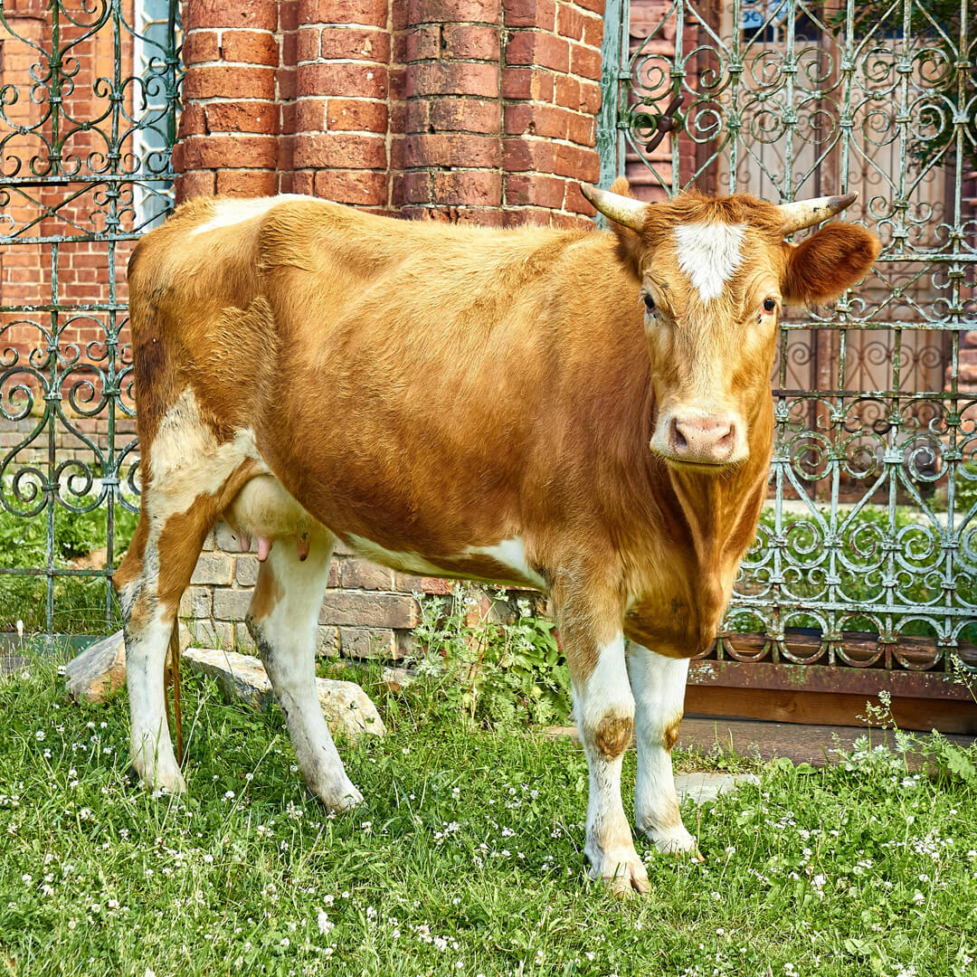 Guernsey cattle