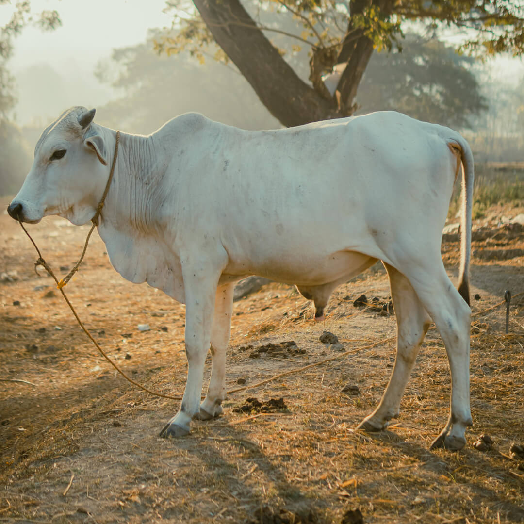 Hariana Cattle