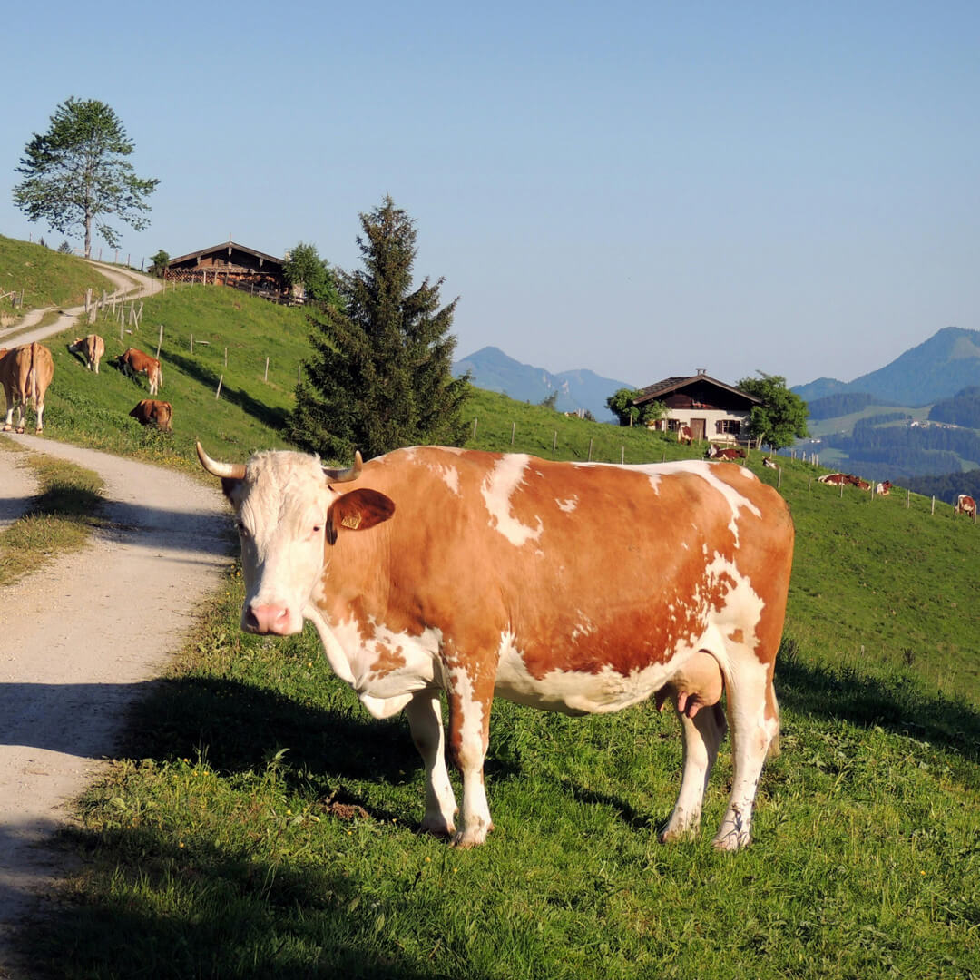 Jersey cattle