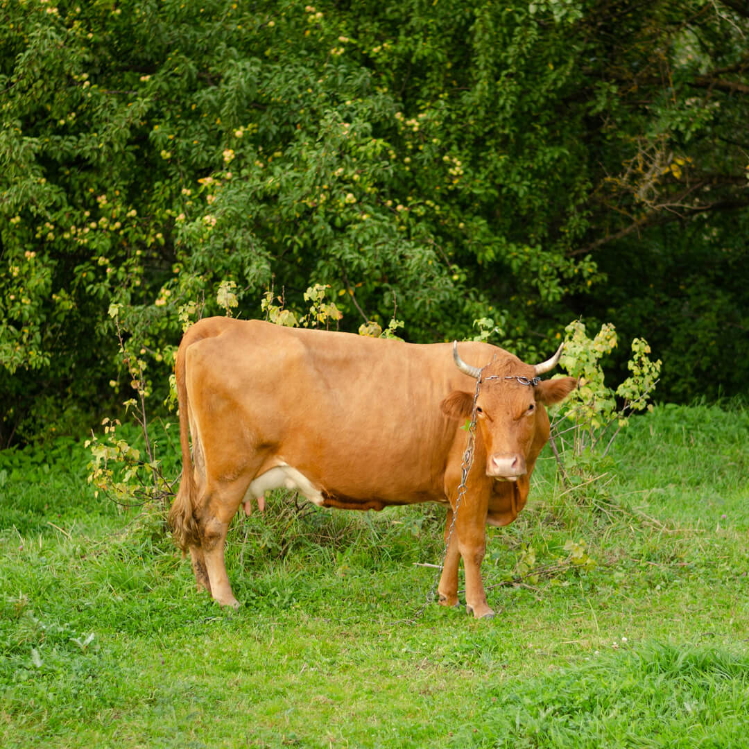 Limousin