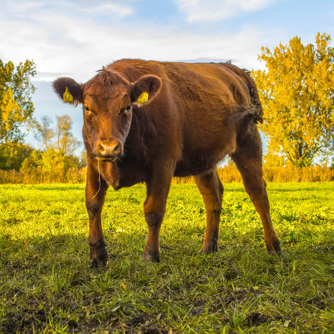 Red Angus