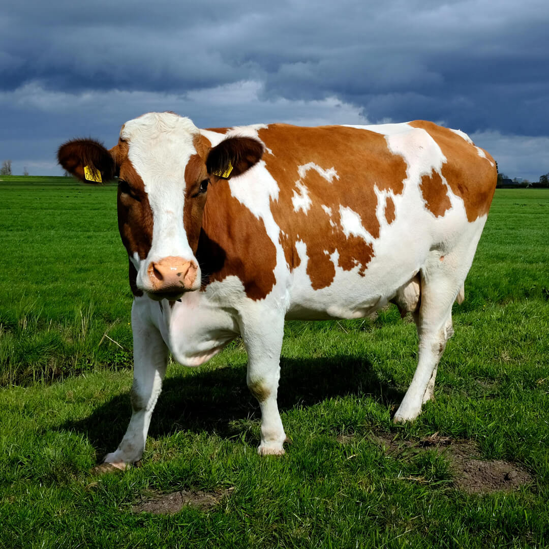 Red Holstein