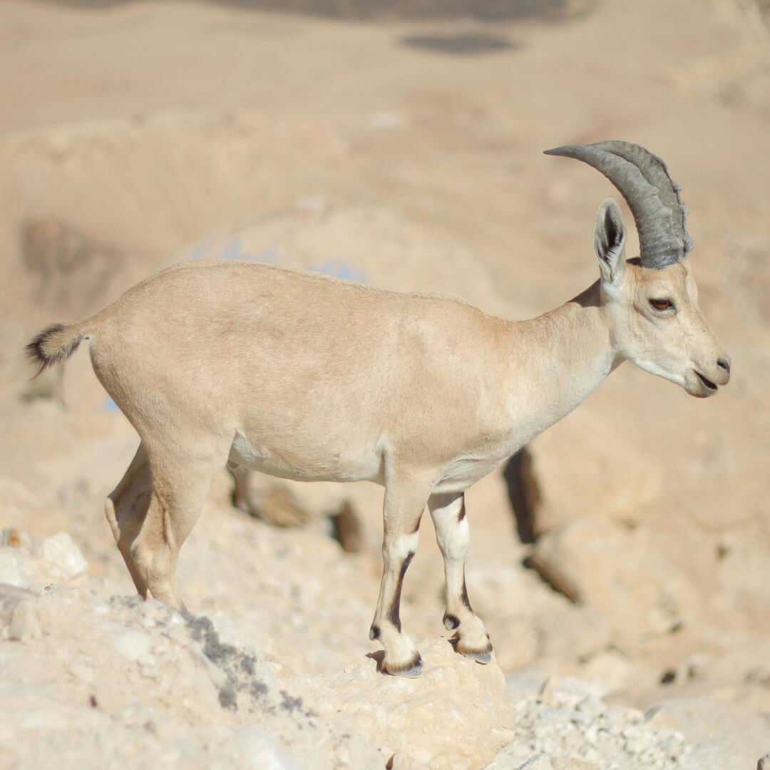 Alpine Ibex