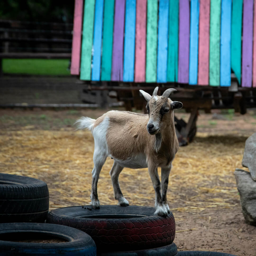 American Pygmy goat Up On Tyers