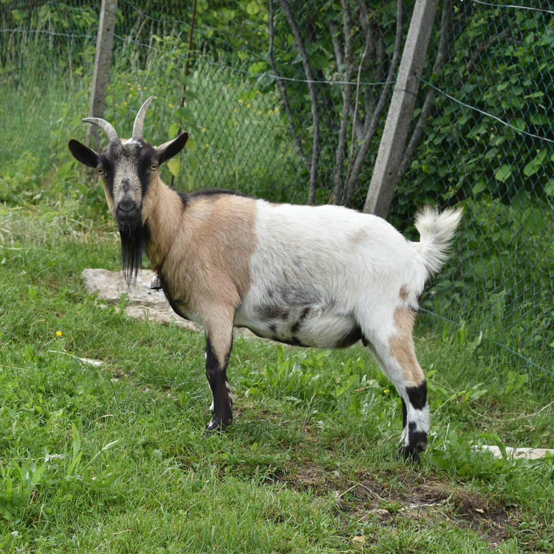 American Pygmy Goat