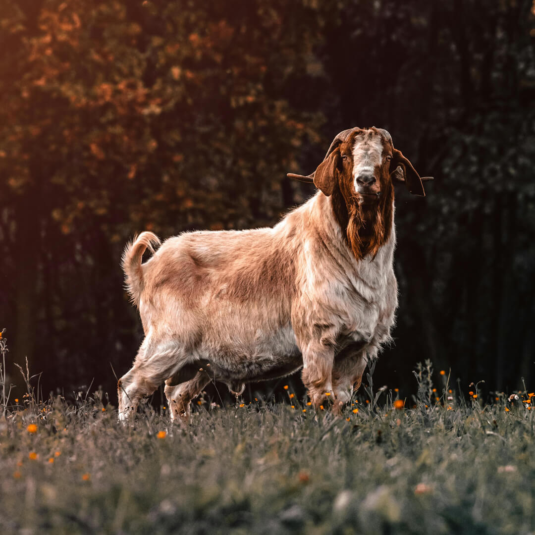 Boer Goat