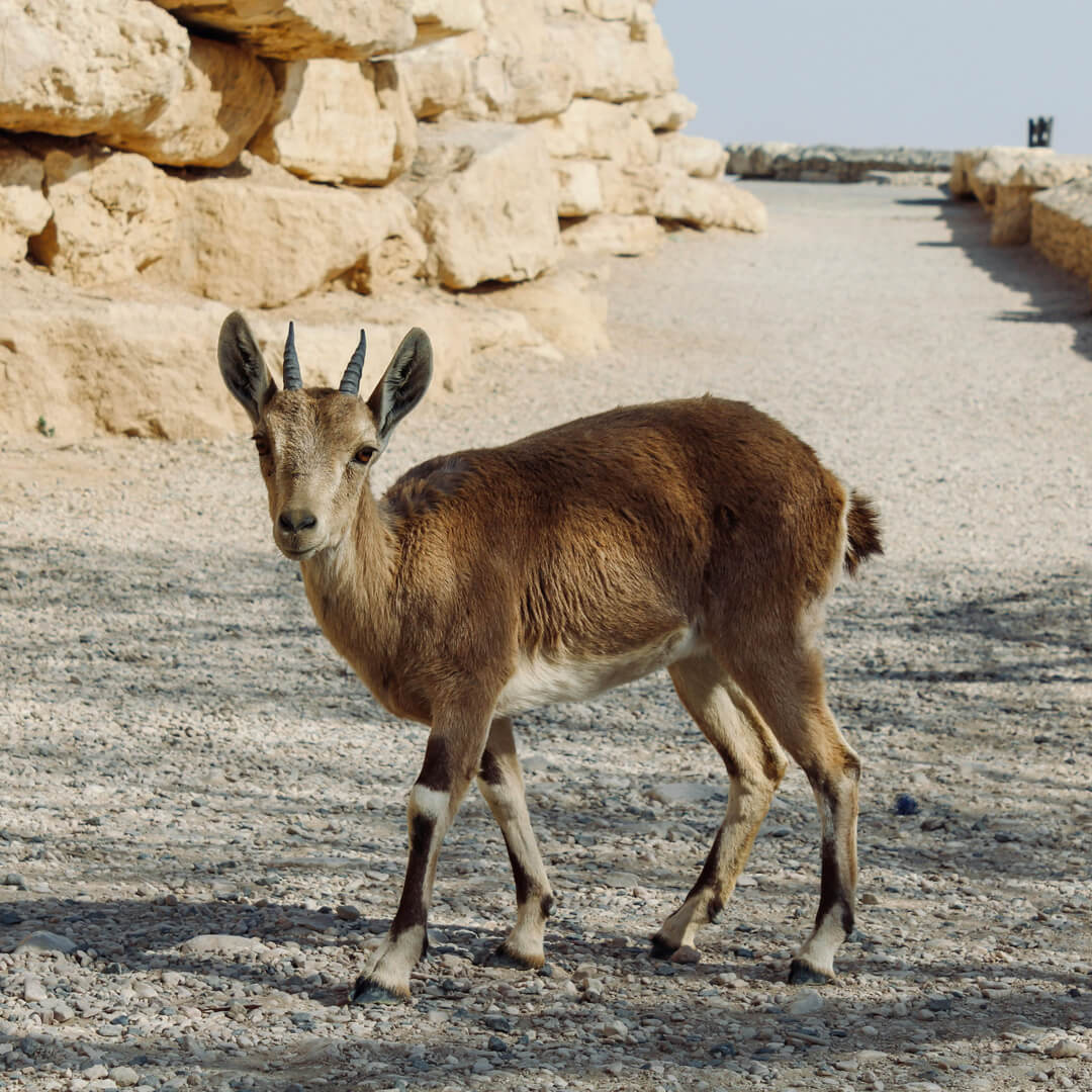 Nubian Ibex