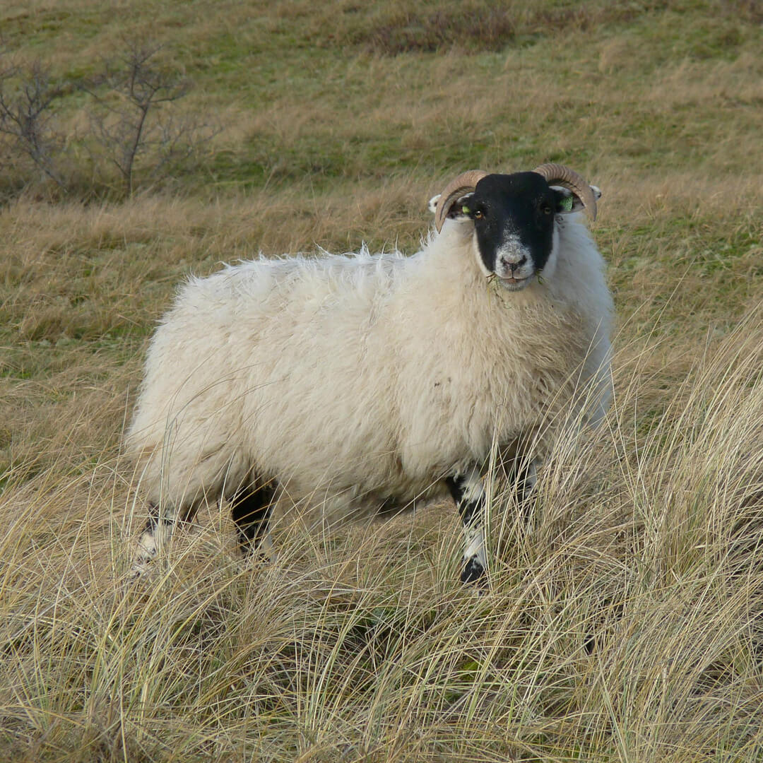 Boreray