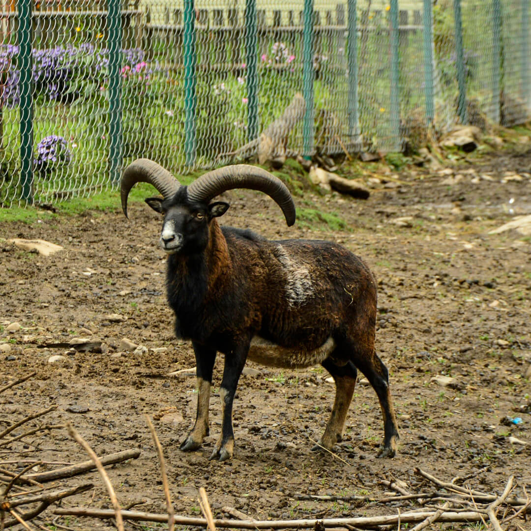 European Mouflon