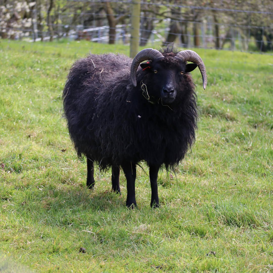 Hebridean