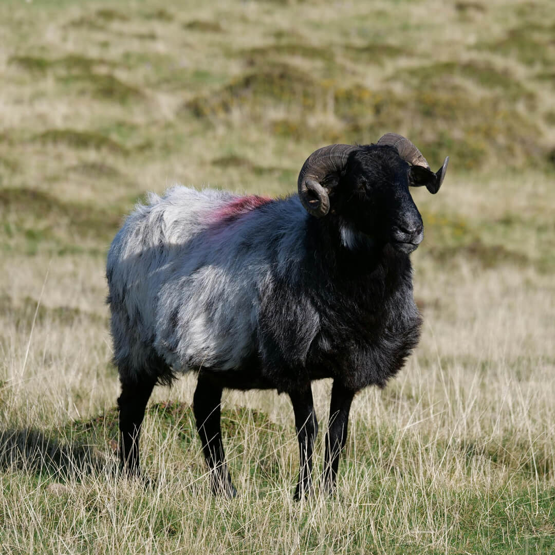 Polish Heath